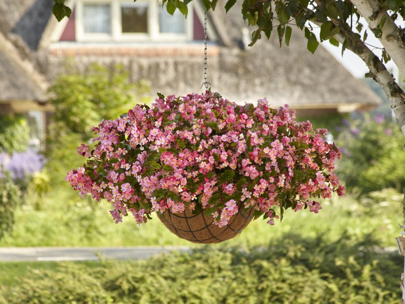 05082021 Begonia Spreading HB Pink - 8659_AL
